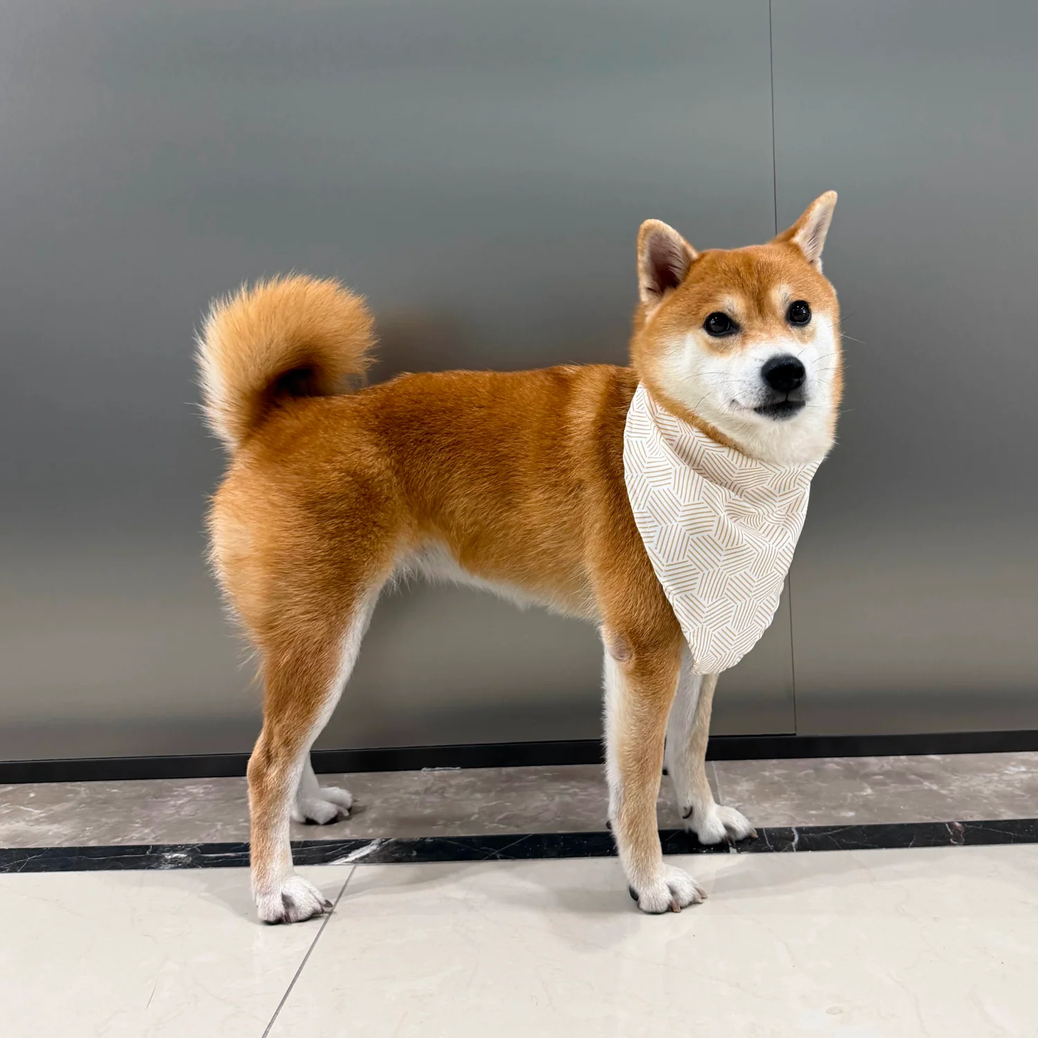 MOVA Pet Bib | Soft Adjustable Dog Bandana for Everyday Style - Image 2