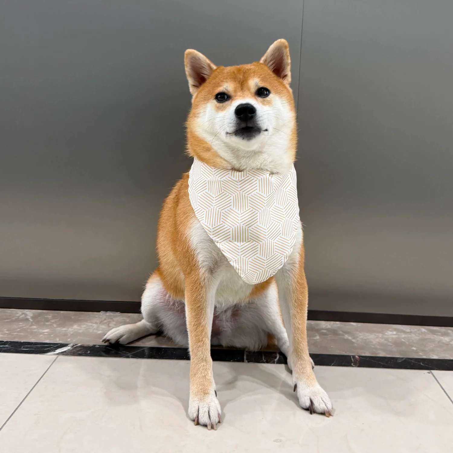MOVA Pet Bib | Soft Adjustable Dog Bandana for Everyday Style - Image 3