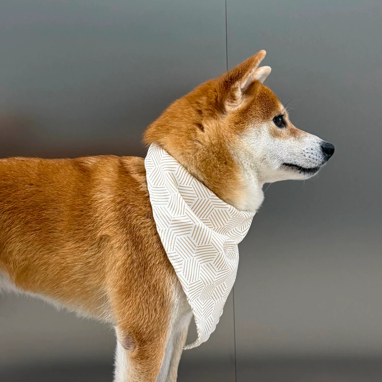 MOVA Pet Bib | Soft Adjustable Dog Bandana for Everyday Style - Image 4