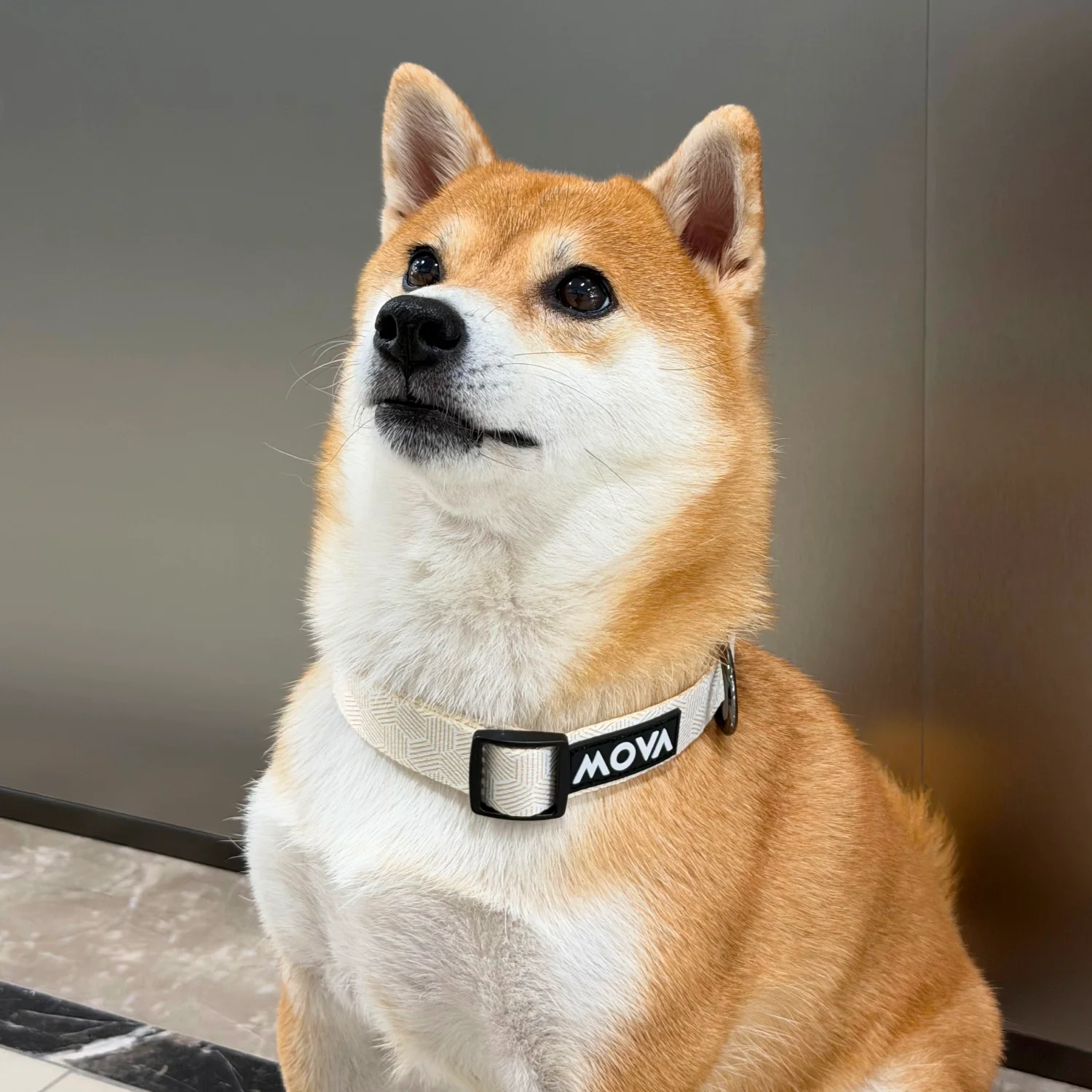 MOVA Pet Collar | Adjustable Stylish Dog Collar for Everyday Wear - Image 2