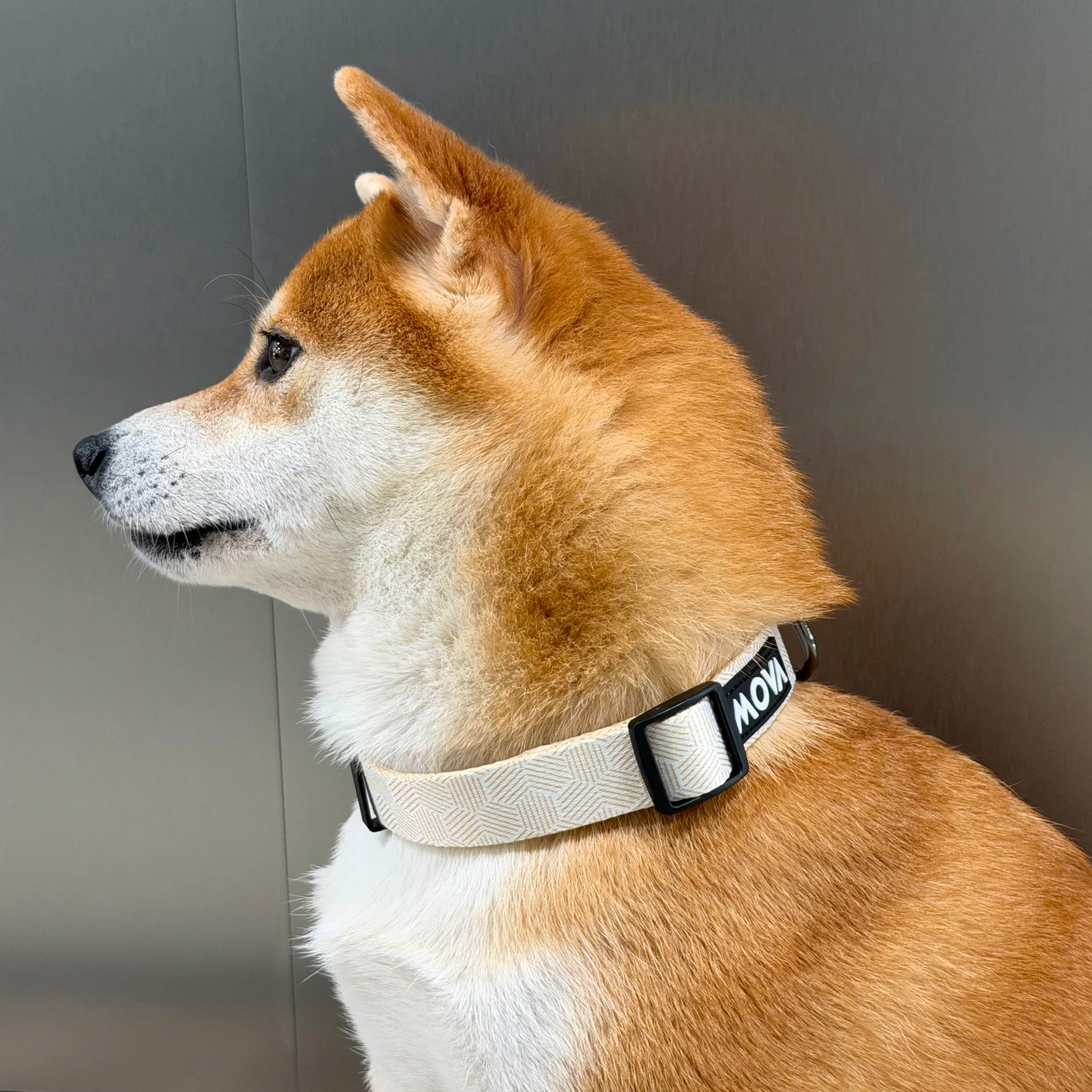 MOVA Pet Collar | Adjustable Stylish Dog Collar for Everyday Wear - Image 3