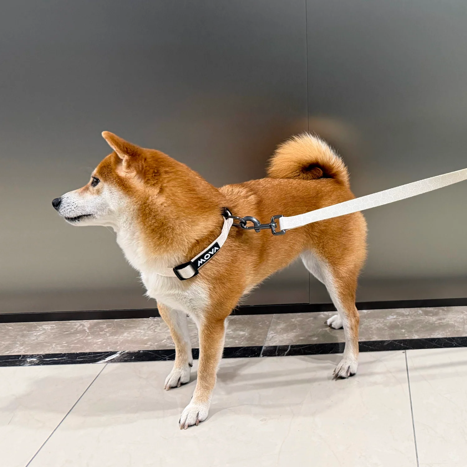 MOVA Pet Leash | 66 Inch Durable Dog Leash with Comfort Grip - Image 3