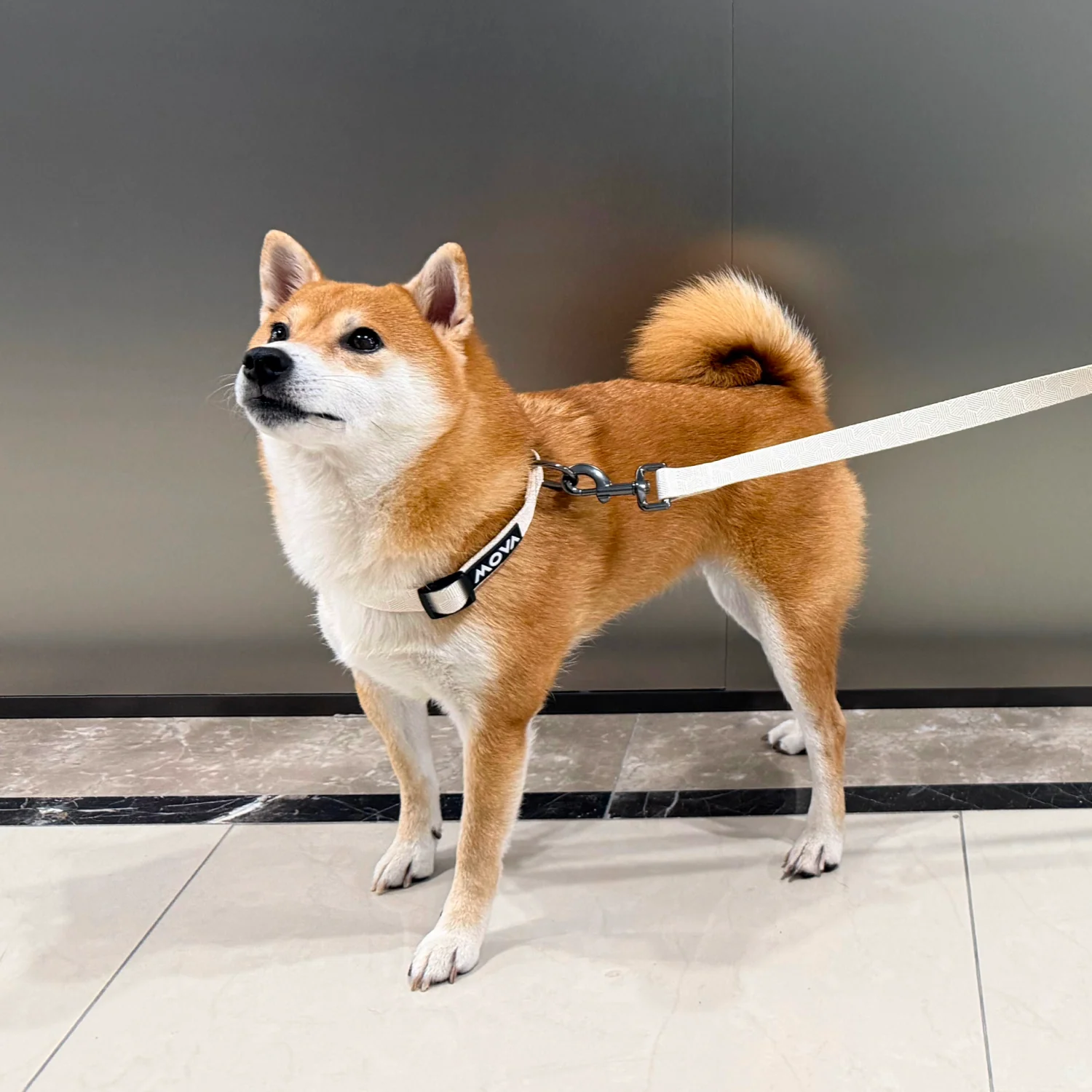 MOVA Pet Leash | 66 Inch Durable Dog Leash with Comfort Grip - Image 4